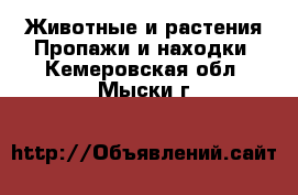 Животные и растения Пропажи и находки. Кемеровская обл.,Мыски г.